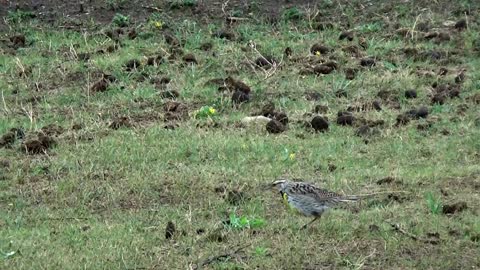 Western Meadowlark ( Beautiful song bird)