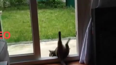 Funny and Cute Cat Videos #290