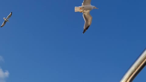 Amazing flights with birds on board of a microlight. Christian Moullec avec ses oiseaux