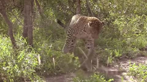 Watch this Leopard Fight a Monitor Lizard