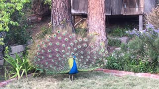 peacock spreading feathers