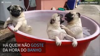 Filhotes de pug adoram a hora do banho!