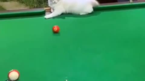 A cat playing billiards