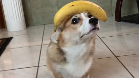 Good Doggo Balances Banana