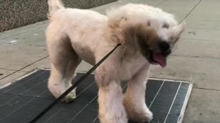 Dog Finds Brilliant Way To Keep Cool