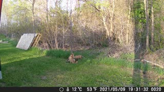 Fox mom and pup