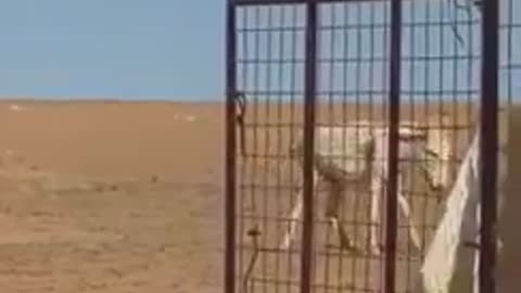 Crazy Donkey messes with Camel. You won't believe want happens