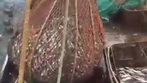Can't stop watching this, what a suprise inside fishing net!