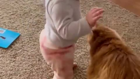 Adorable fluffy cat helps baby take first step!!