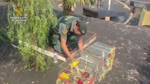 Cops Save 150 Tropical Birds In House Evacuated During La Palma Volcano Eruption