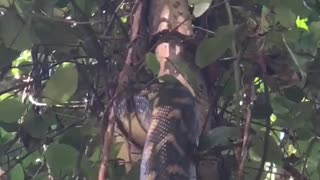 Twelve Foot Python Climbs Tree