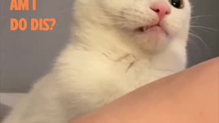 Why I'm bite hooman? 😿