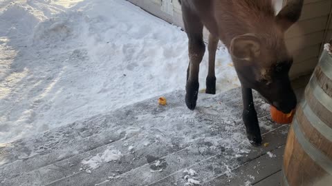 Baby Moose Lunch Date