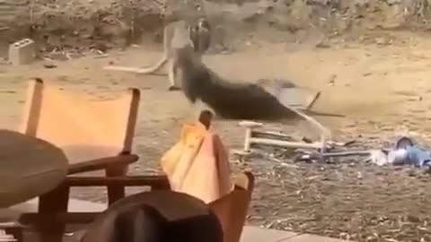 Kangaroo fight in Australia 🦘🦘🦘🦘🦘