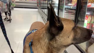 Young service dog reacts to his reflection