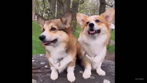 Cute and Funney dog videos