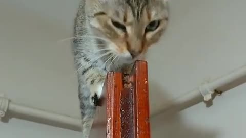 Acrobatic Cat Chills Out On Top Of Door