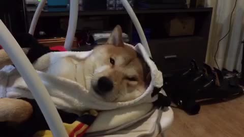 Shiba Inu takes nap in baby swing