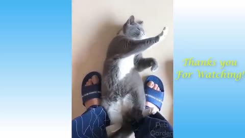 Two cute cat are playing very funny moments