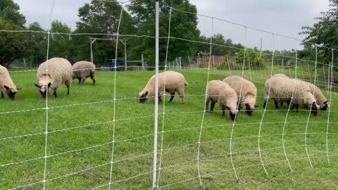 Clun Forest Sheep