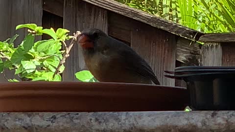 #Back Yard Birds Hawai’i