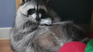 Raccoon sitting like a human being