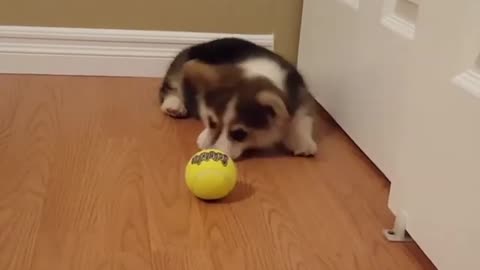 Adorable Little Corgi Goes Nuts For His First Tennis Ball