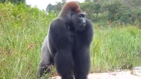 Gorilla gets cranky and throws sand at us cgd