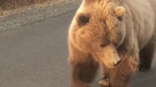 Curious Cub Peeks in Car Window