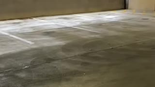 Frantic Deer Escapes Parking Garage