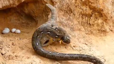 Komodo dragon fight with snake to save her eggs