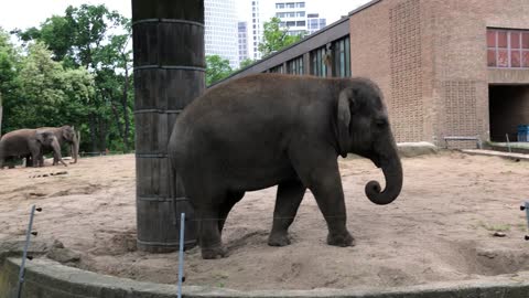 Elephants at the Berlin Zoo