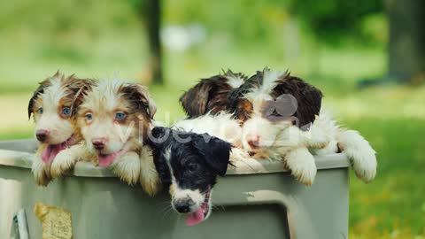 PuppiesTaking A Bath