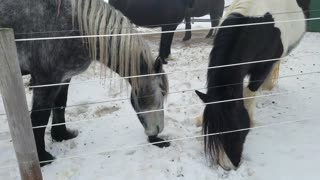 Silly horses playing with Mom's glove