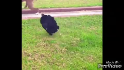 Funny and crazy chickens chasing kids and adults.