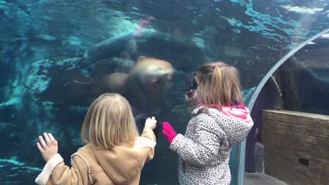 playing with the sea lion