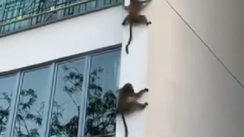 Ninja monkey 🐵 spoted
