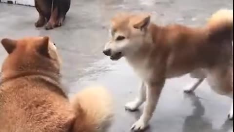 Dog vs dog wrestle mania