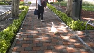 A Man Walks his DUCK in Queretaro Park, Mexico