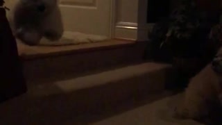 White dog runs into room down two small steps