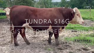Registered Hereford Bull “Tundra 516G”