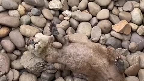 Otter Rock Play