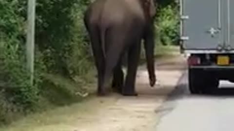 elephant pushing breakdown vehicle sri lanka