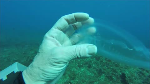 Diver Finds Jelly-Like Species while Diving in Gozo.