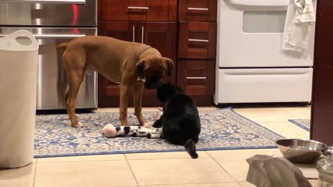 Boxer dog steals from cat