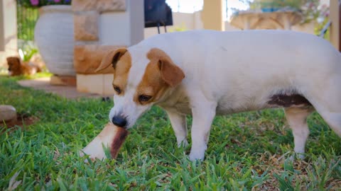 cute puppies that are lovely