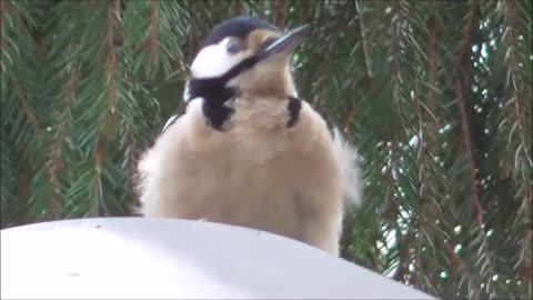 Woodpecker works away at streetlight 2