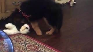 Small puppy plays with stuffed animal