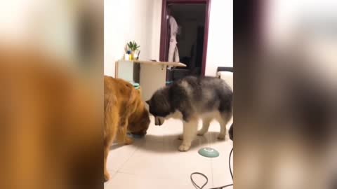 Husky and Retriever Vs Automatic Pet Feeder