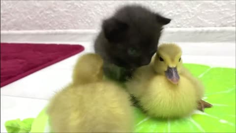 Foster kitten and little ducklings want to be friends